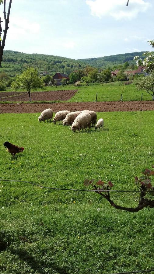 Pensiunea Tarina Suncuius Εξωτερικό φωτογραφία